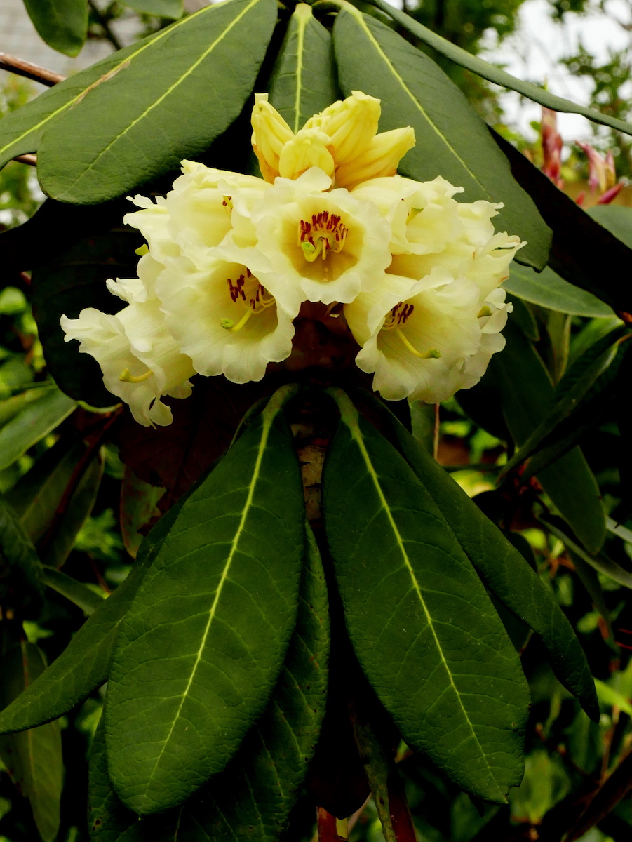 R. sinofalconeri